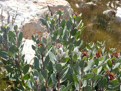Protea punctata