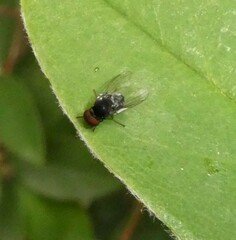 Lindneromyia