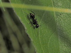 Camponotus