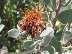 Protea punctata
