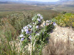 Psoralea sordida