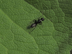 Camponotus