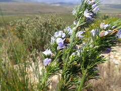 Psoralea sordida