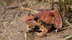 Ptychadena anchietae