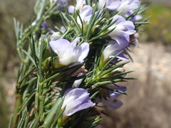 Psoralea sordida