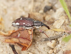 Aoplocnemis