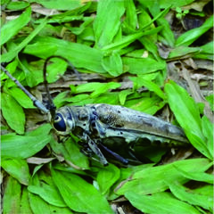 Batocera maculata