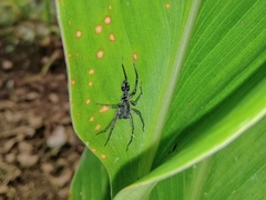 Corinnidae