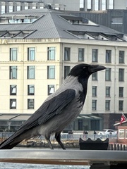 Corvus cornix