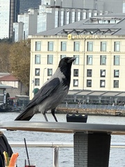 Corvus cornix