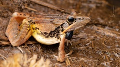 Ptychadena oxyrhynchus