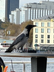 Corvus cornix