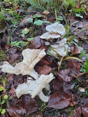 Leucocybe connata