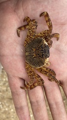Grapsus albolineatus