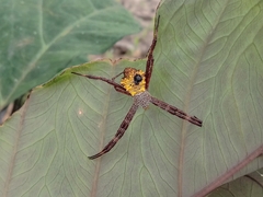 Argiope appensa