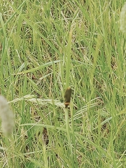 Chauliognathus imperialis