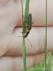 Chauliognathus imperialis