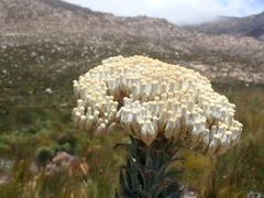 Syncarpha milleflora