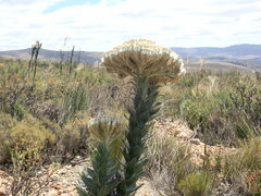 Syncarpha milleflora