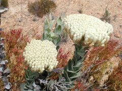 Syncarpha milleflora