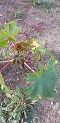 Ricinus communis
