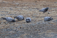 Columba rupestris