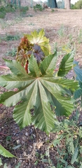 Ricinus communis