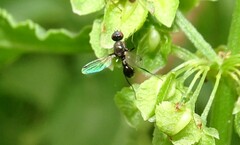 Parapalaeosepsis plebeia