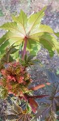 Ricinus communis