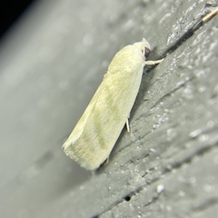 Earias paralella