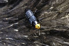 Creophilus erythrocephalus