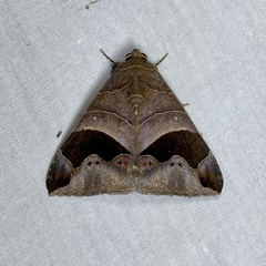 Bastilla solomonensis