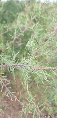 Tamarix gallica