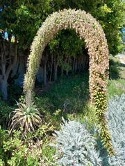 Agave attenuata