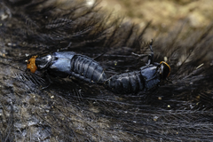 Creophilus erythrocephalus