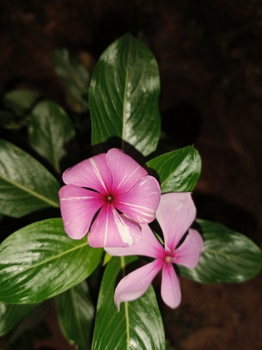 Madagascar Periwinkle