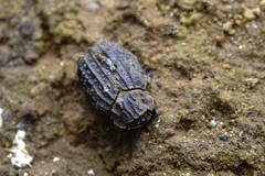 Trogidae