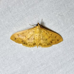 Patania balteata