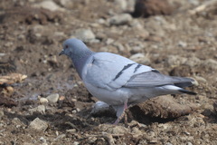 Columba rupestris