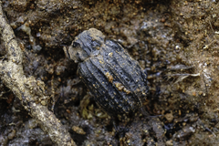 Trogidae