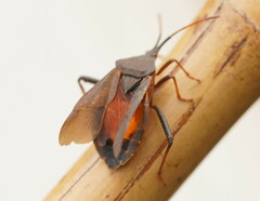 Amorbini