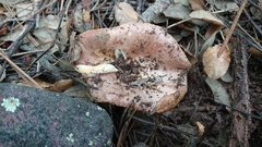 Russula decipiens