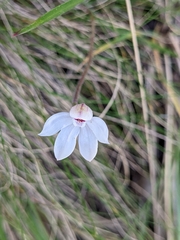 Caladenia alpina
