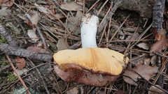 Russula decipiens