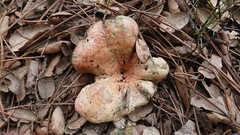 Lactarius sanguifluus