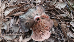 Lactarius sanguifluus