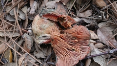 Lactarius sanguifluus