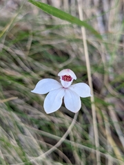 Caladenia alpina