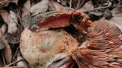 Lactarius sanguifluus