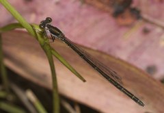 Agriocnemis rubricauda